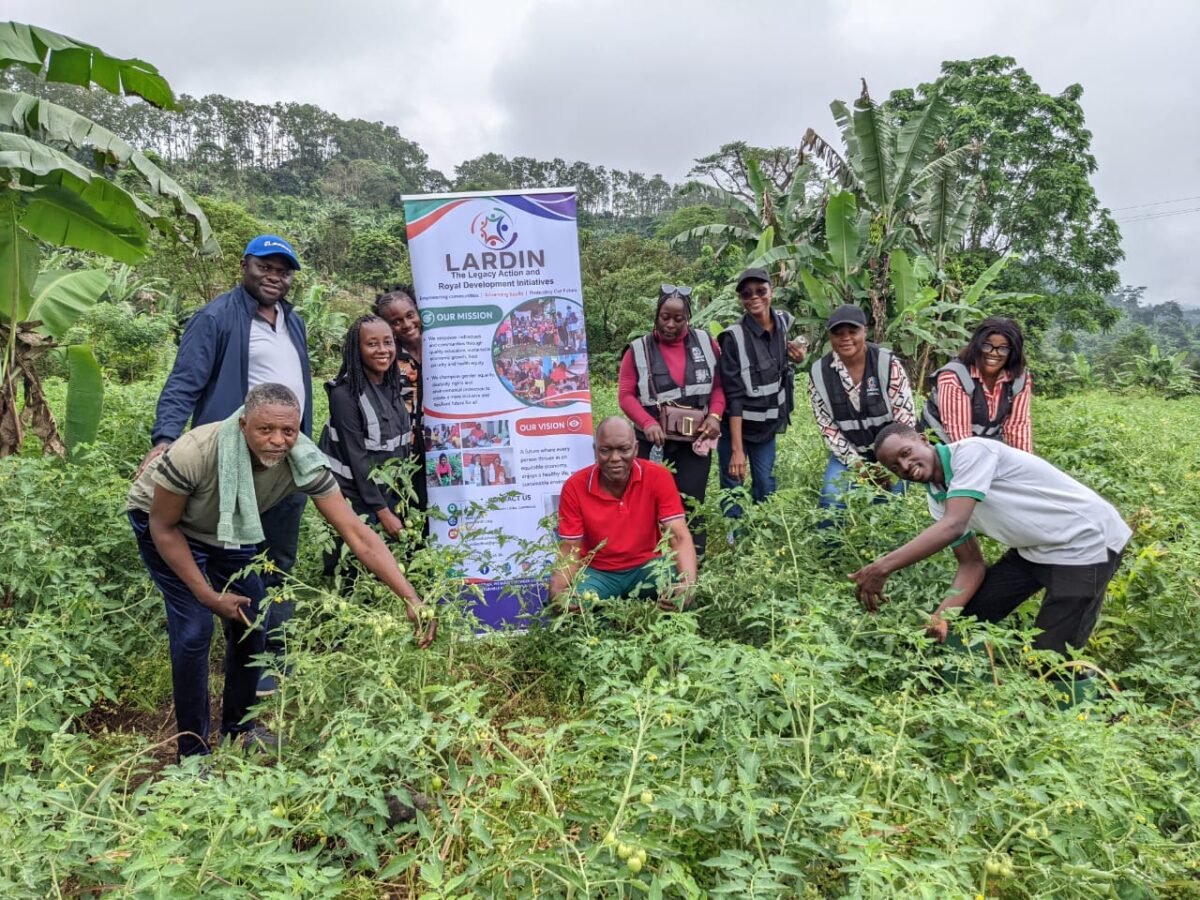 Tomato seedlings given free to Wututu farmers are growing well